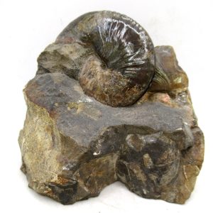 Genuine Cretaceous Age Scaphites Ammonite Fossil For Sale from South Dakota #66