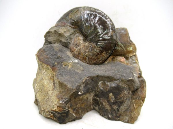 South Dakota Cretaceous Fossil Ammonite 66 | Fossils for Sale Genuine Cretaceous Age Scaphites Ammonite Fossil For Sale from South Dakota #66