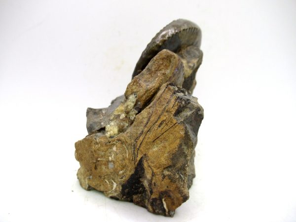 South Dakota Cretaceous Fossil Ammonite 66b | Fossils for Sale Genuine Cretaceous Age Scaphites Ammonite Fossil For Sale from South Dakota #66b