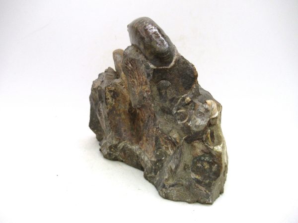 South Dakota Cretaceous Fossil Ammonite 66d | Fossils for Sale Genuine Cretaceous Age Scaphites Ammonite Fossil For Sale from South Dakota #66d