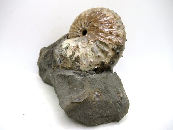 South Dakota Cretaceous Fossil Ammonite 67a | Fossils for Sale Genuine Cretaceous Age Scaphites Ammonite Fossil For Sale from South Dakota #67a