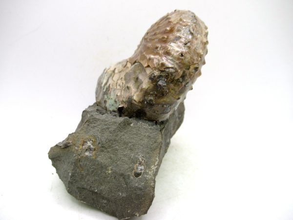 South Dakota Cretaceous Fossil Ammonite 67b | Fossils for Sale Genuine Cretaceous Age Scaphites Ammonite Fossil For Sale from South Dakota #67b