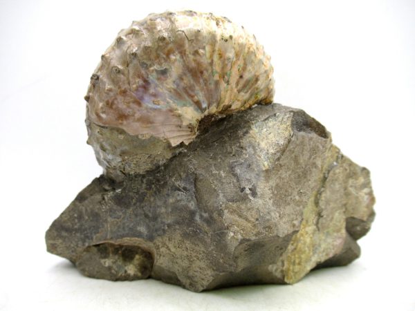 South Dakota Cretaceous Fossil Ammonite 67c | Fossils for Sale Genuine Cretaceous Age Scaphites Ammonite Fossil For Sale from South Dakota #67c