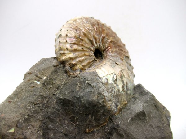 South Dakota Cretaceous Fossil Ammonite 67e | Fossils for Sale Genuine Cretaceous Age Scaphites Ammonite Fossil For Sale from South Dakota #67e