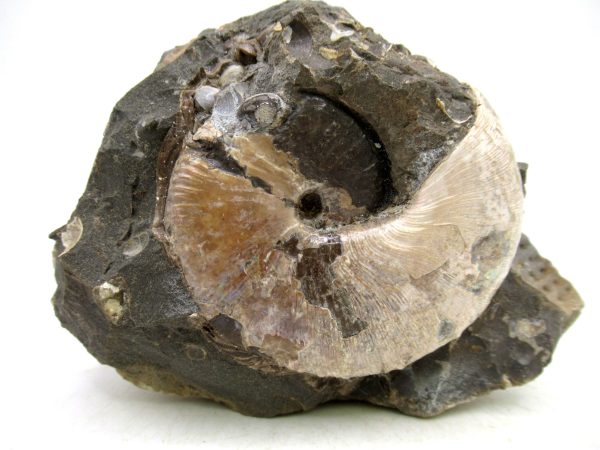 South Dakota Cretaceous Fossil Ammonite 68 | Fossils for Sale Genuine Cretaceous Age Scaphites Ammonite Fossil For Sale from South Dakota #68