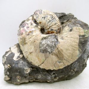 Genuine Cretaceous Age Scaphites Ammonite Fossil For Sale from South Dakota #69