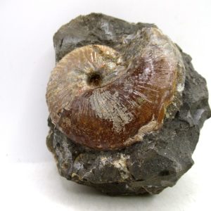 Genuine Cretaceous Age Scaphites Ammonite Fossil For Sale from South Dakota #70