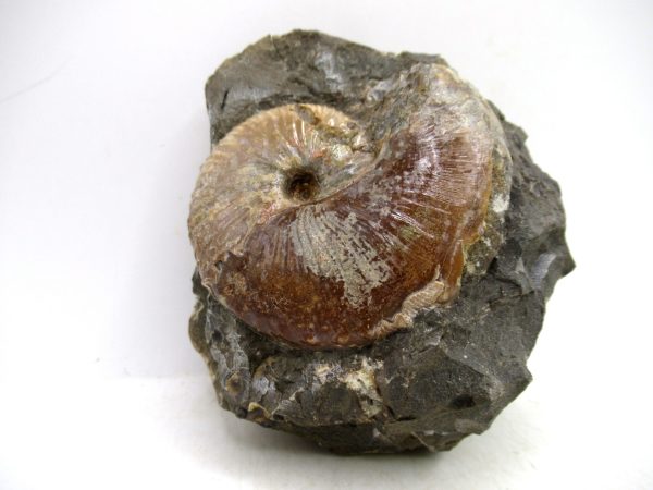 South Dakota Cretaceous Fossil Ammonite 70 | Fossils for Sale Genuine Cretaceous Age Scaphites Ammonite Fossil For Sale from South Dakota #70