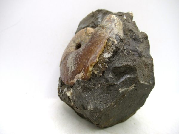 South Dakota Cretaceous Fossil Ammonite 70a | Fossils for Sale Genuine Cretaceous Age Scaphites Ammonite Fossil For Sale from South Dakota #70a