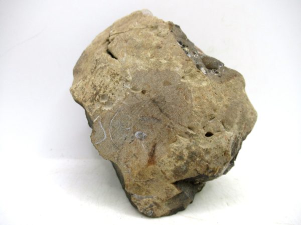 South Dakota Cretaceous Fossil Ammonite 70b | Fossils for Sale Genuine Cretaceous Age Scaphites Ammonite Fossil For Sale from South Dakota #70b