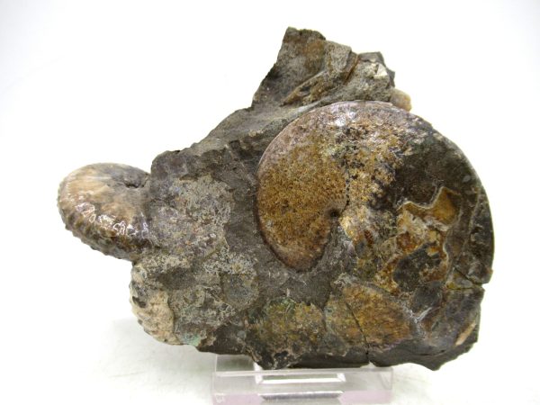 South Dakota Cretaceous Fossil Ammonite 71 | Fossils for Sale Genuine Cretaceous Age Ammonite Fossil For Sale from South Dakota #71
