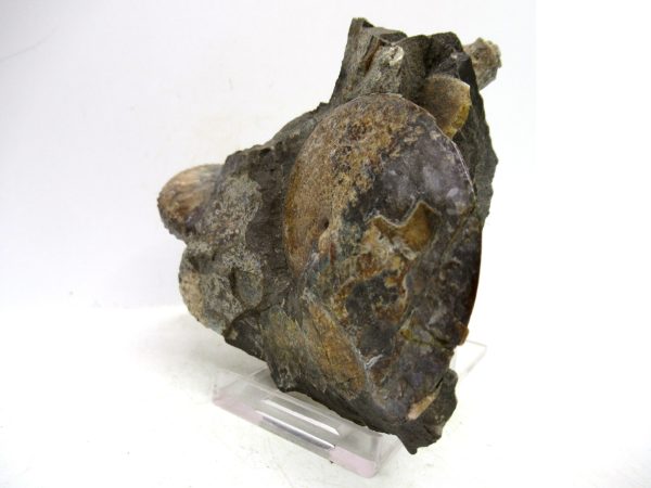 South Dakota Cretaceous Fossil Ammonite 71a | Fossils for Sale Genuine Cretaceous Age Ammonite Fossil For Sale from South Dakota #71a