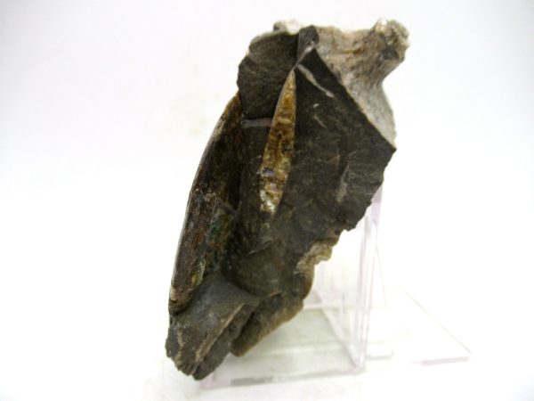 South Dakota Cretaceous Fossil Ammonite 71b | Fossils for Sale Genuine Cretaceous Age Ammonite Fossil For Sale from South Dakota #71b