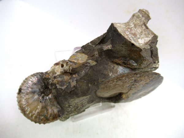 South Dakota Cretaceous Fossil Ammonite 71d | Fossils for Sale Genuine Cretaceous Age Ammonite Fossil For Sale from South Dakota #71d