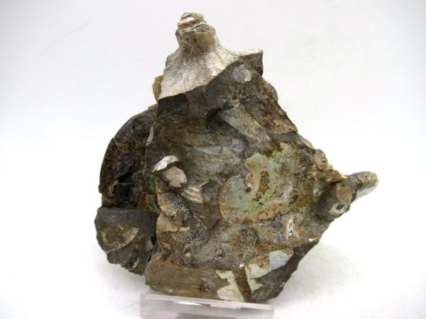 South Dakota Cretaceous Fossil Ammonite 71e | Fossils for Sale Genuine Cretaceous Age Ammonite Fossil For Sale from South Dakota #71e