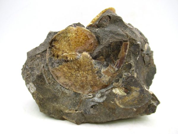 South Dakota Cretaceous Fossil Ammonite 72 | Fossils for Sale Genuine Cretaceous Age Ammonite Fossil For Sale from South Dakota #72