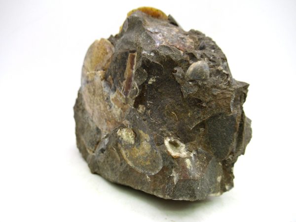 South Dakota Cretaceous Fossil Ammonite 72a | Fossils for Sale Genuine Cretaceous Age Ammonite Fossil For Sale from South Dakota #72a