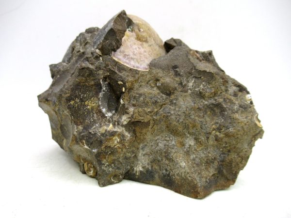 South Dakota Cretaceous Fossil Ammonite 72c | Fossils for Sale Genuine Cretaceous Age Ammonite Fossil For Sale from South Dakota #72c