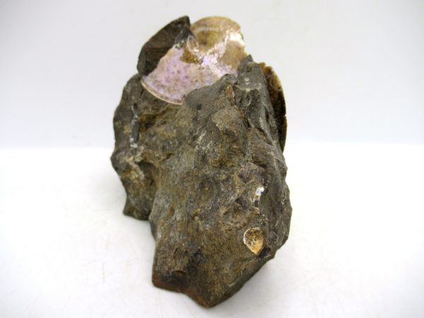 South Dakota Cretaceous Fossil Ammonite 72d | Fossils for Sale Genuine Cretaceous Age Ammonite Fossil For Sale from South Dakota #72d