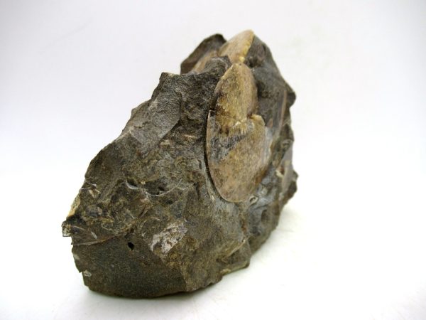 South Dakota Cretaceous Fossil Ammonite 72e | Fossils for Sale Genuine Cretaceous Age Ammonite Fossil For Sale from South Dakota #72e