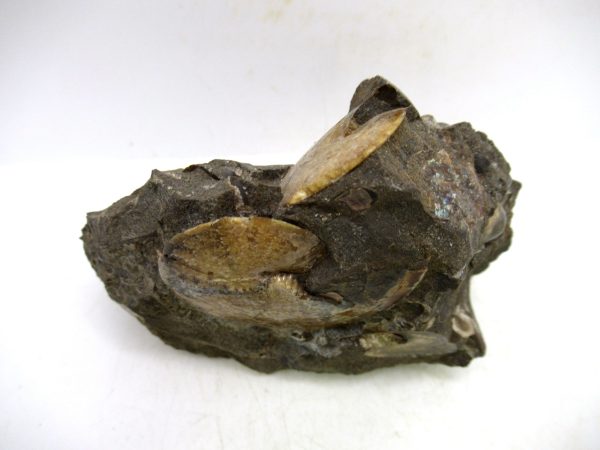 South Dakota Cretaceous Fossil Ammonite 72f | Fossils for Sale Genuine Cretaceous Age Ammonite Fossil For Sale from South Dakota #72f