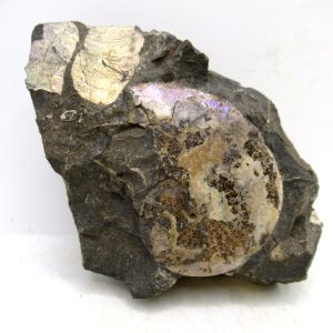 Genuine Cretaceous Age Ammonite Fossil For Sale from South Dakota #73