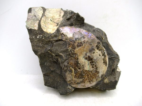 South Dakota Cretaceous Fossil Ammonite 73 | Fossils for Sale Genuine Cretaceous Age Ammonite Fossil For Sale from South Dakota #73