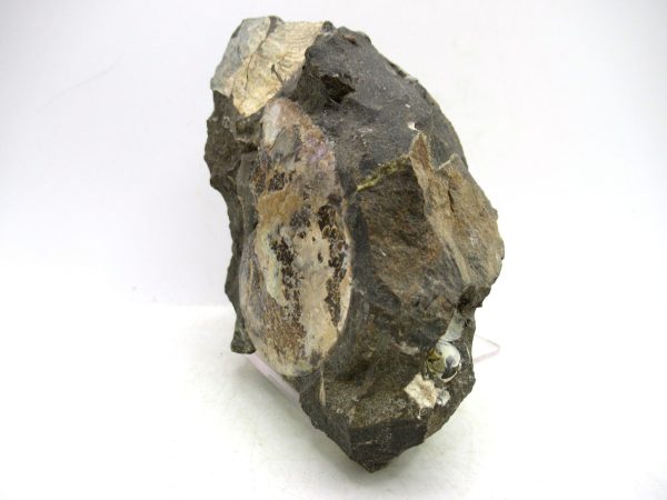 South Dakota Cretaceous Fossil Ammonite 73a | Fossils for Sale Genuine Cretaceous Age Ammonite Fossil For Sale from South Dakota #73a