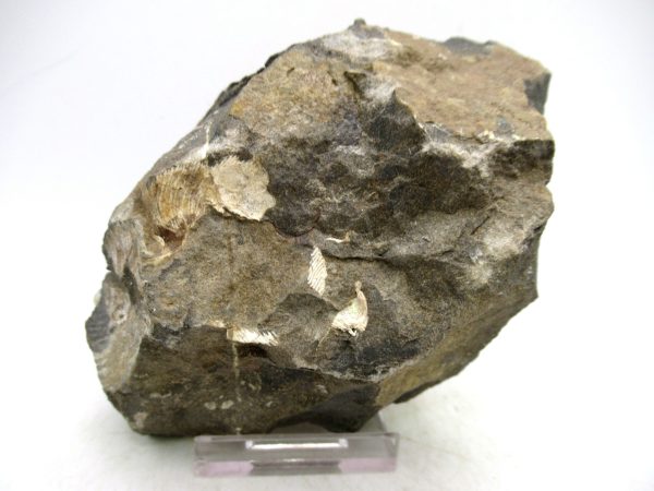 South Dakota Cretaceous Fossil Ammonite 73b | Fossils for Sale Genuine Cretaceous Age Ammonite Fossil For Sale from South Dakota #73b