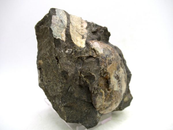 South Dakota Cretaceous Fossil Ammonite 73c | Fossils for Sale Genuine Cretaceous Age Ammonite Fossil For Sale from South Dakota #73c