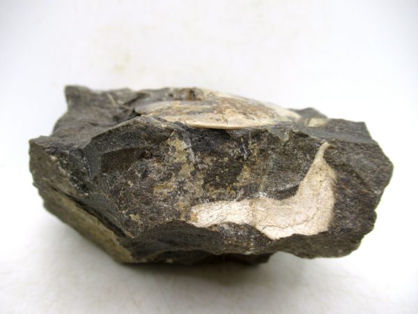 South Dakota Cretaceous Fossil Ammonite 73d | Fossils for Sale Genuine Cretaceous Age Ammonite Fossil For Sale from South Dakota #73d