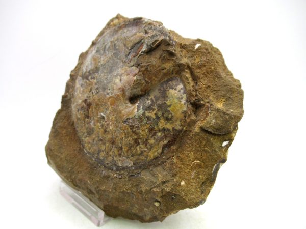 South Dakota Cretaceous Fossil Ammonite 74a | Fossils for Sale Genuine Cretaceous Age Ammonite Fossil For Sale from South Dakota #74a