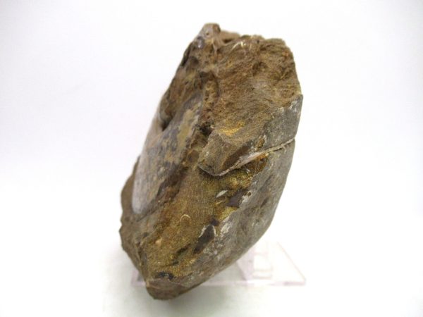 South Dakota Cretaceous Fossil Ammonite 74b | Fossils for Sale Genuine Cretaceous Age Ammonite Fossil For Sale from South Dakota #74b