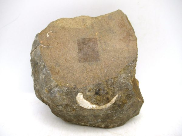 South Dakota Cretaceous Fossil Ammonite 74c | Fossils for Sale Genuine Cretaceous Age Ammonite Fossil For Sale from South Dakota #74c