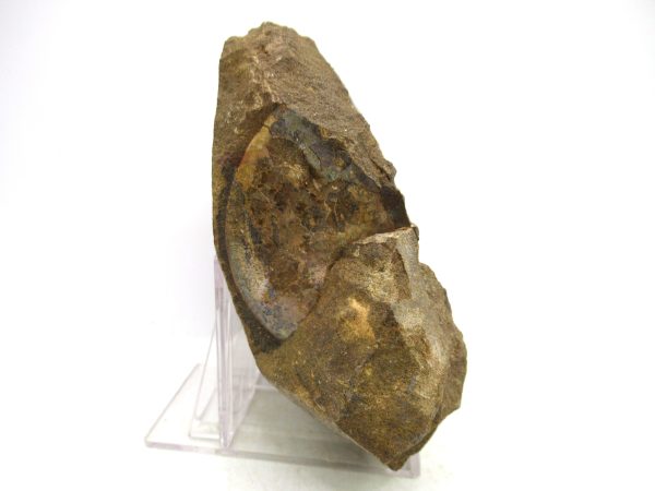 South Dakota Cretaceous Fossil Ammonite 74d | Fossils for Sale Genuine Cretaceous Age Ammonite Fossil For Sale from South Dakota #74d