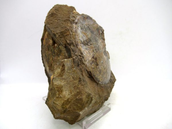 South Dakota Cretaceous Fossil Ammonite 74e | Fossils for Sale Genuine Cretaceous Age Ammonite Fossil For Sale from South Dakota #74e