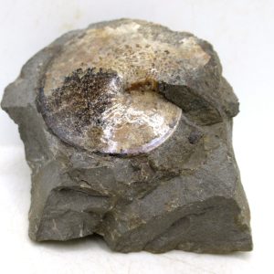 Genuine Cretaceous Age Ammonite Fossil For Sale from South Dakota #75