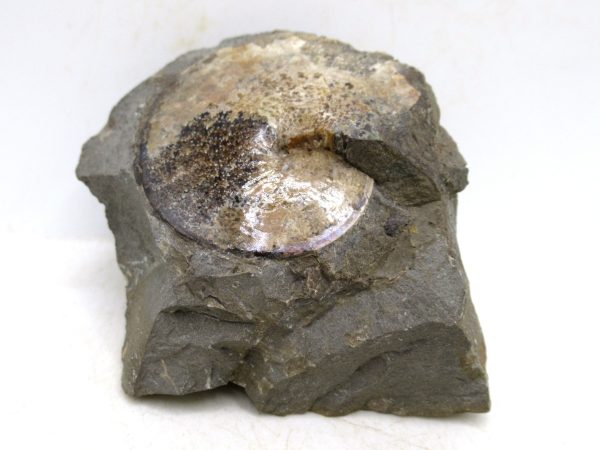 South Dakota Cretaceous Fossil Ammonite 75 | Fossils for Sale Genuine Cretaceous Age Ammonite Fossil For Sale from South Dakota #75