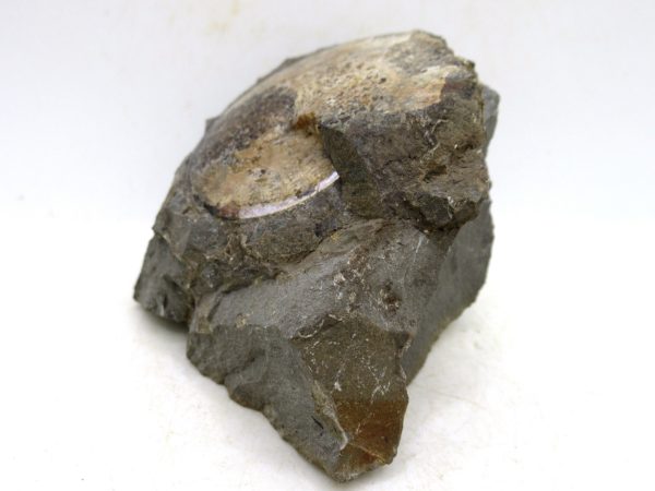 South Dakota Cretaceous Fossil Ammonite 75a | Fossils for Sale Genuine Cretaceous Age Ammonite Fossil For Sale from South Dakota #75a