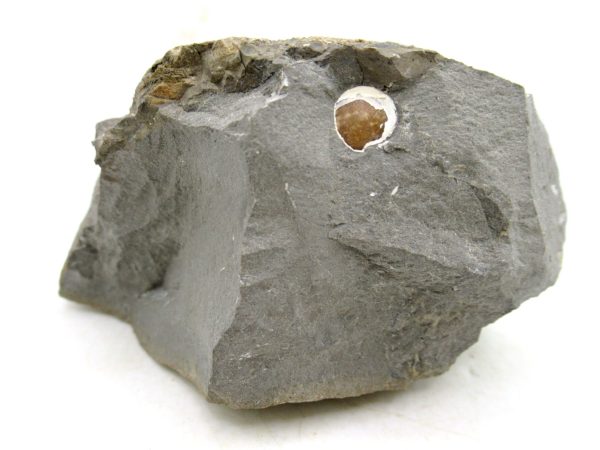 South Dakota Cretaceous Fossil Ammonite 75b | Fossils for Sale Genuine Cretaceous Age Ammonite Fossil For Sale from South Dakota #75b