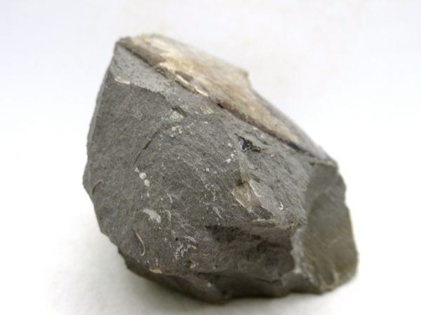 South Dakota Cretaceous Fossil Ammonite 75c | Fossils for Sale Genuine Cretaceous Age Ammonite Fossil For Sale from South Dakota #75c