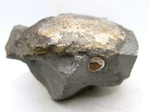 South Dakota Cretaceous Fossil Ammonite 75e | Fossils for Sale Genuine Cretaceous Age Ammonite Fossil For Sale from South Dakota #75e