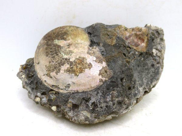 South Dakota Cretaceous Fossil Ammonite 76 | Fossils for Sale Genuine Cretaceous Age Ammonite Fossil For Sale from South Dakota #76