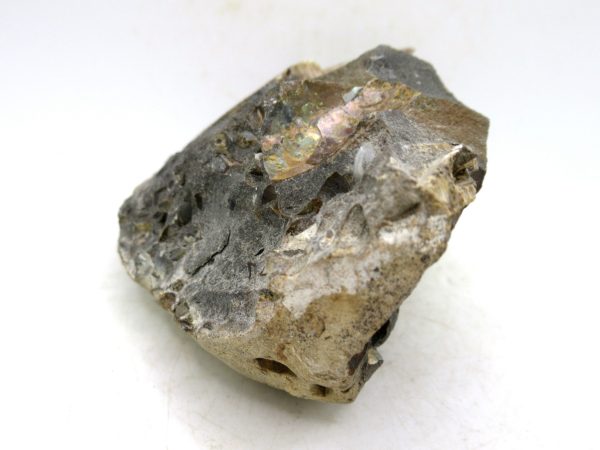 South Dakota Cretaceous Fossil Ammonite 76b | Fossils for Sale Genuine Cretaceous Age Ammonite Fossil For Sale from South Dakota #76b