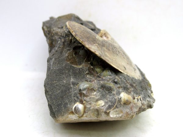 South Dakota Cretaceous Fossil Ammonite 76d | Fossils for Sale Genuine Cretaceous Age Ammonite Fossil For Sale from South Dakota #76d