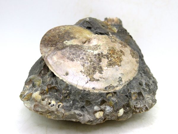 South Dakota Cretaceous Fossil Ammonite 76e | Fossils for Sale Genuine Cretaceous Age Ammonite Fossil For Sale from South Dakota #76e