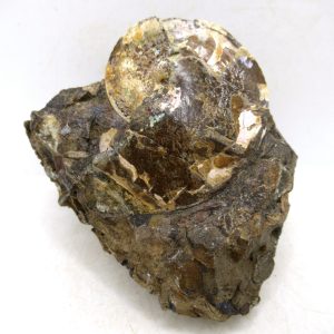 Genuine Cretaceous Age Ammonite Fossil For Sale from South Dakota #77