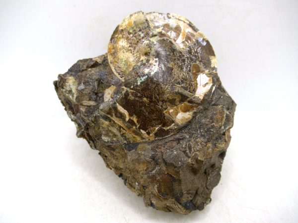 South Dakota Cretaceous Fossil Ammonite 77 | Fossils for Sale Genuine Cretaceous Age Ammonite Fossil For Sale from South Dakota #77