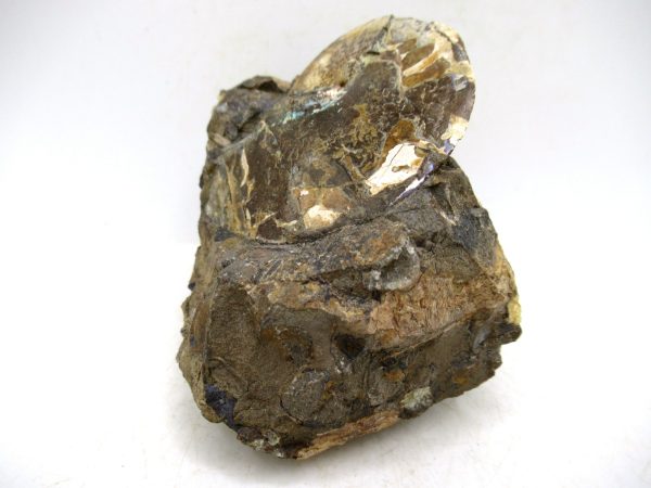 South Dakota Cretaceous Fossil Ammonite 77a | Fossils for Sale Genuine Cretaceous Age Ammonite Fossil For Sale from South Dakota #77a