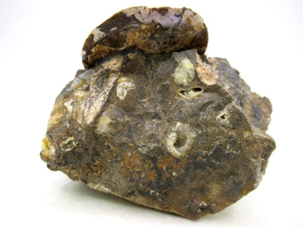 South Dakota Cretaceous Fossil Ammonite 77c | Fossils for Sale Genuine Cretaceous Age Ammonite Fossil For Sale from South Dakota #77c